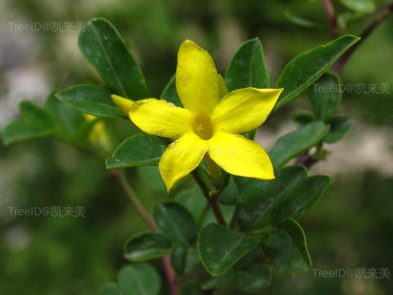 花