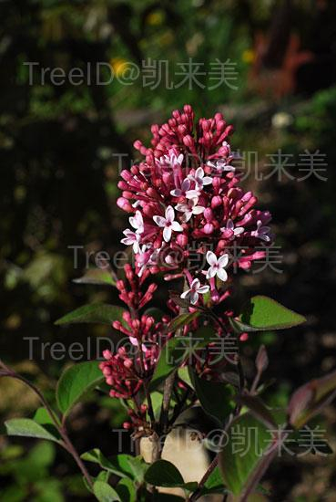 小叶巧玲花