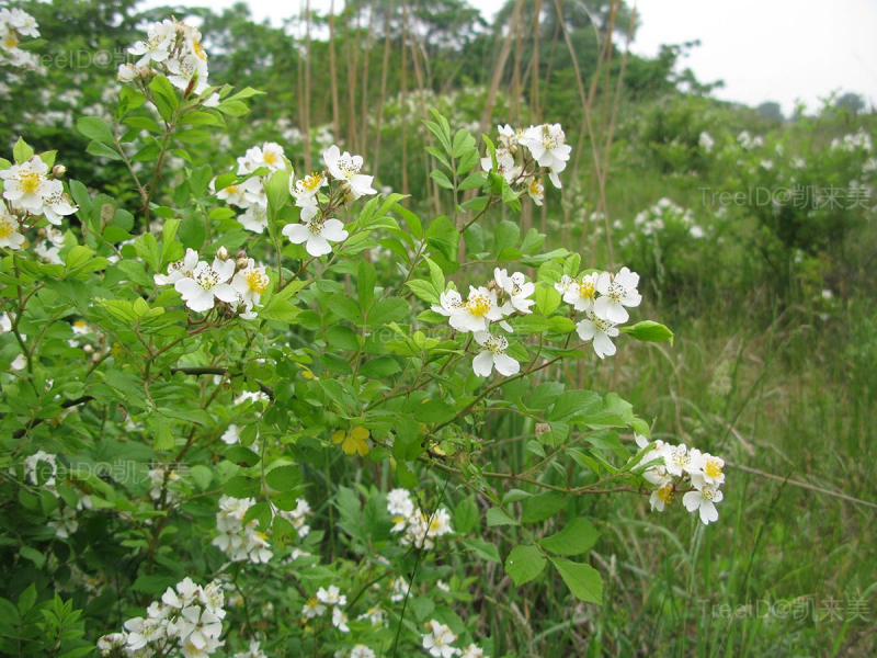 野蔷薇
