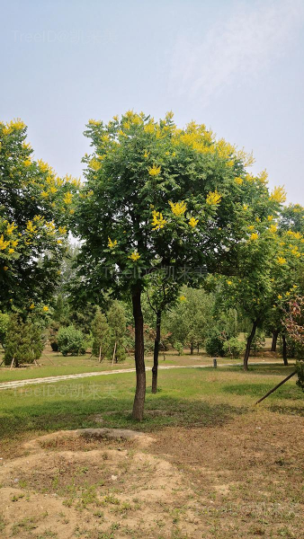 栾树