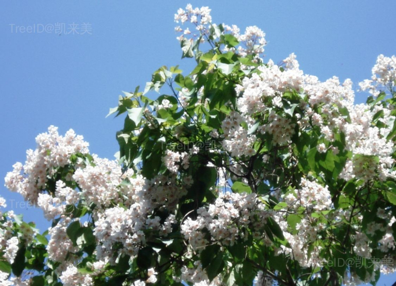 楸