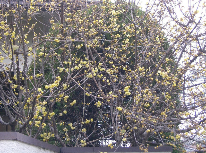 蜡梅
