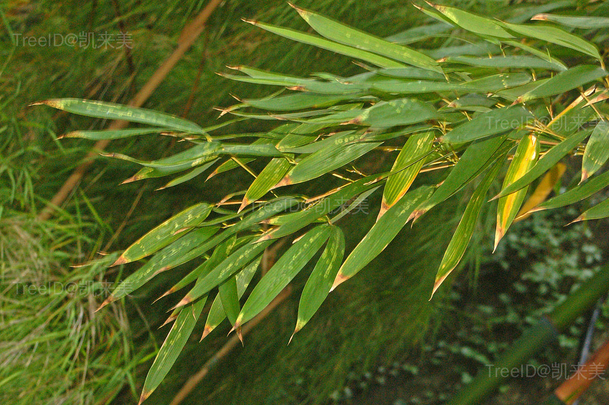 桂竹