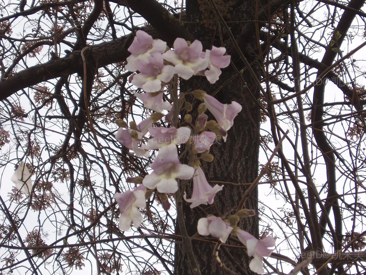白花泡桐