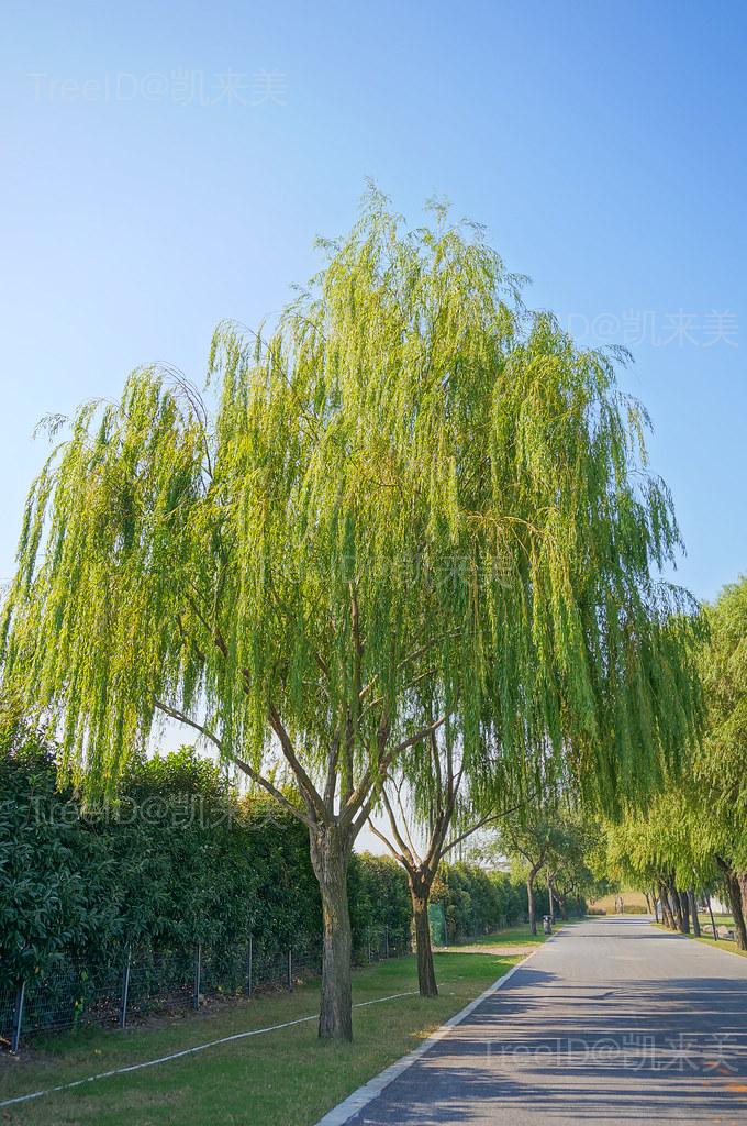 绦柳