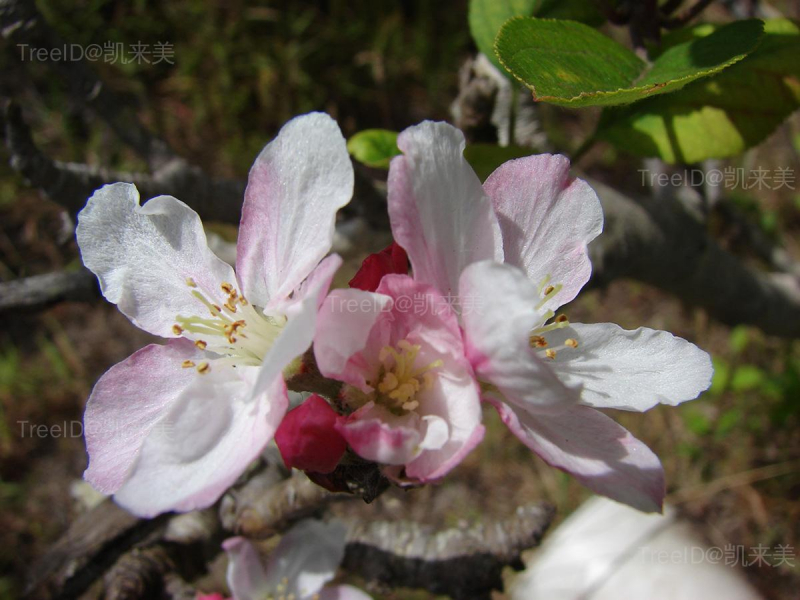 苹果