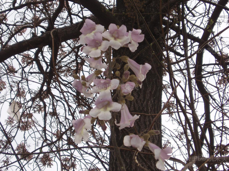 白花泡桐
