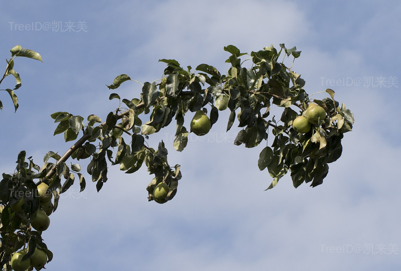 梨树