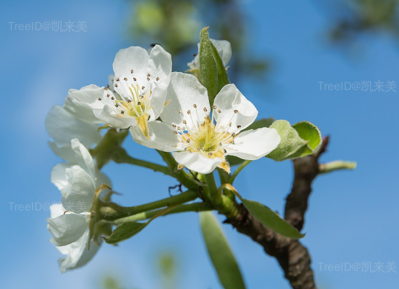 梨树