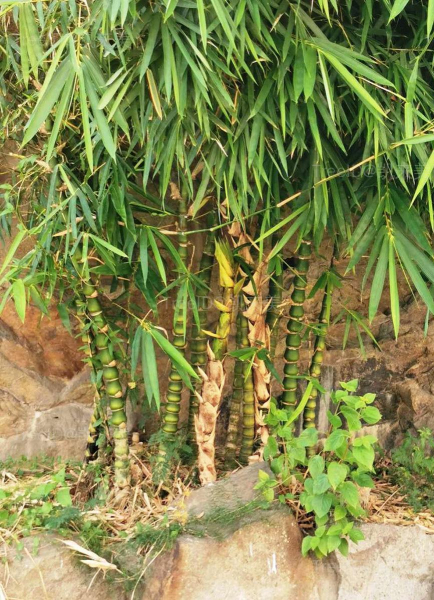 佛肚竹