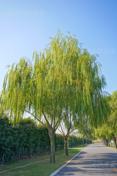 绦柳