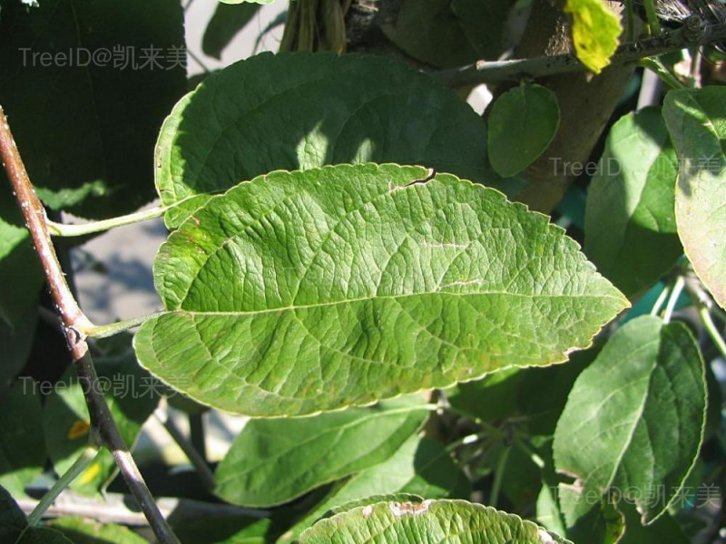 苹果