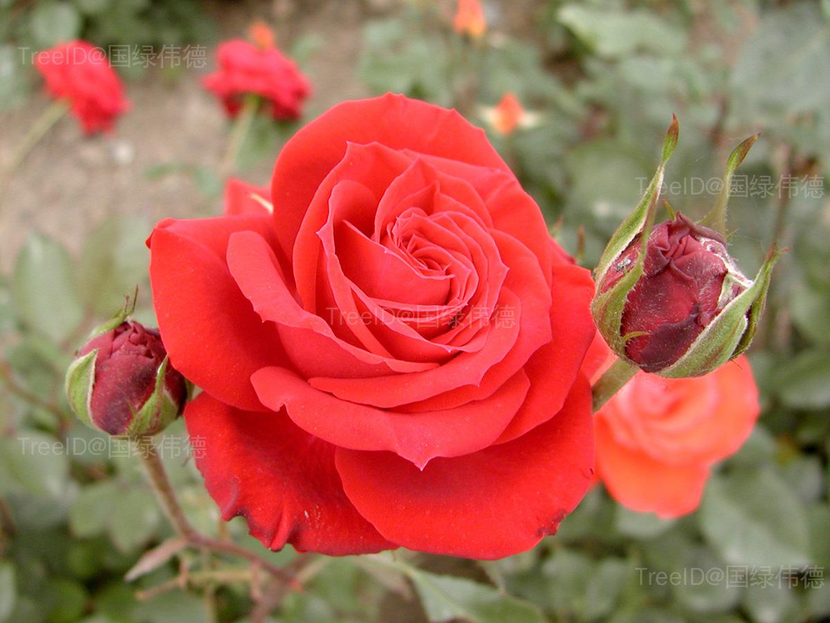 月季花