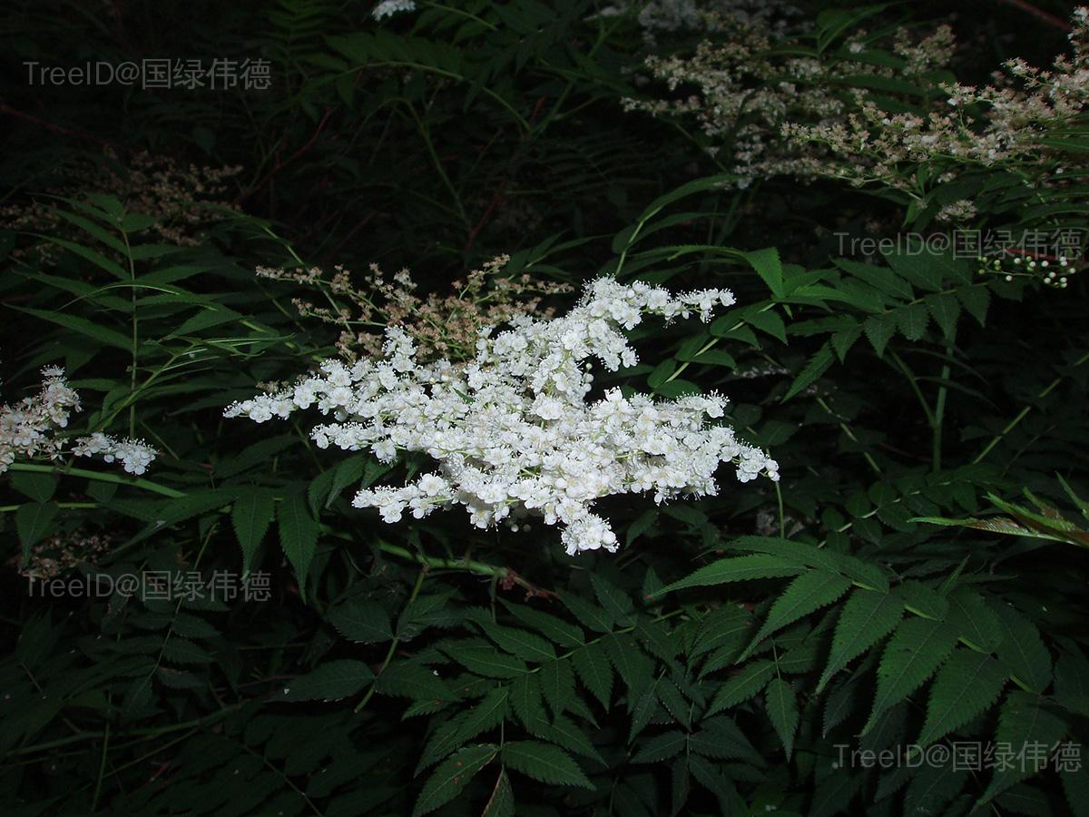 珍珠梅
