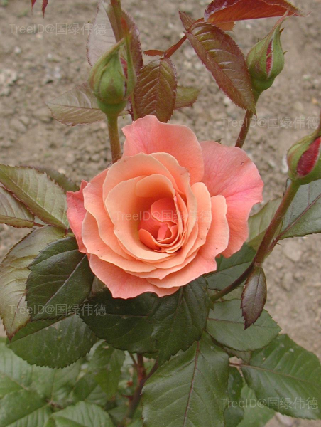 月季花