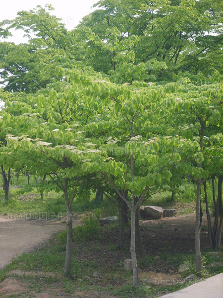 灯台树
