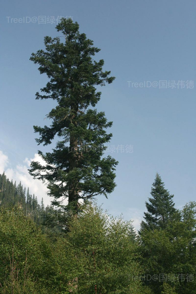 巴山冷杉