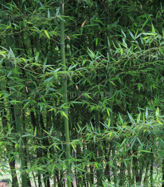 箭头青竹
