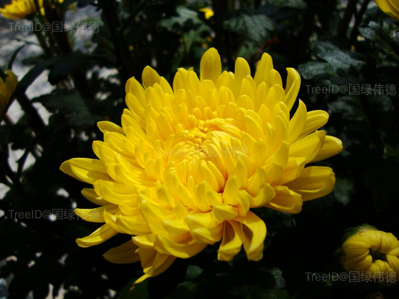 菊花