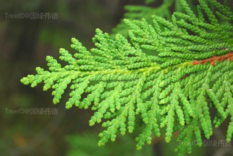 北美香柏