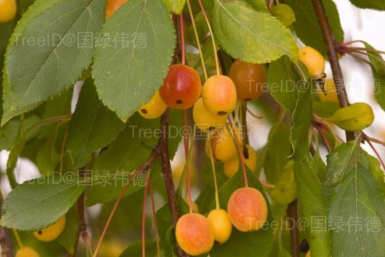 露易莎海棠