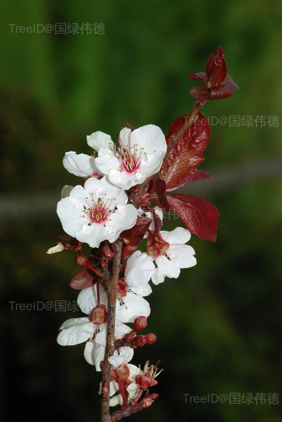 樱桃李
