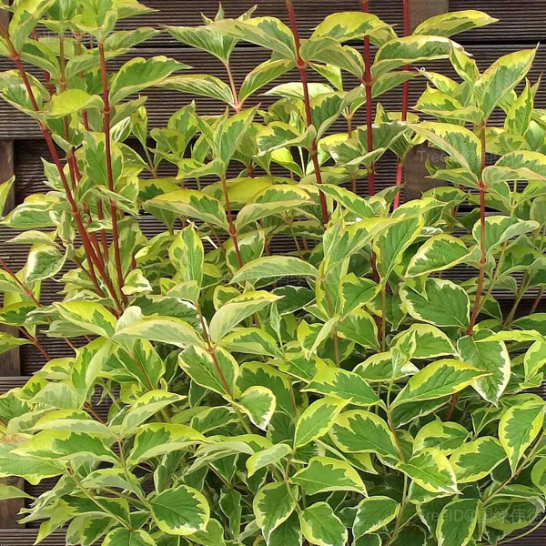 花叶连翘
