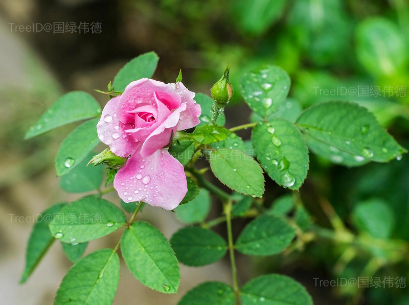 月季花