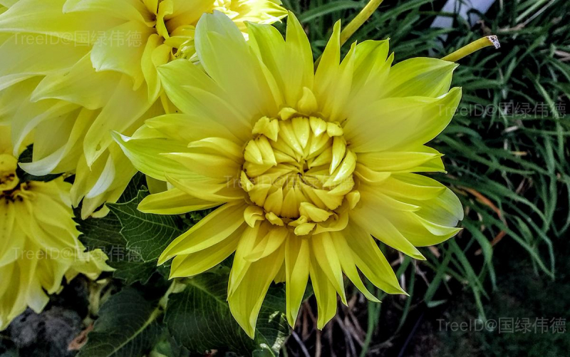 菊花