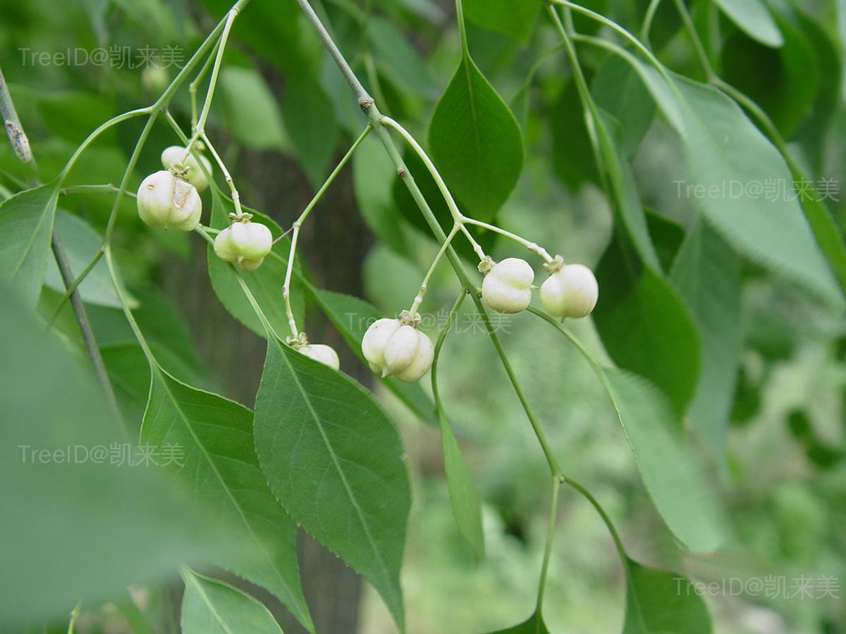 别称白杜,桃叶卫矛,明开夜合,华北卫矛简介园林绿化 原料 药用 用材