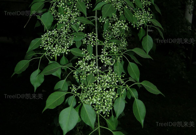 明开夜合2 花序