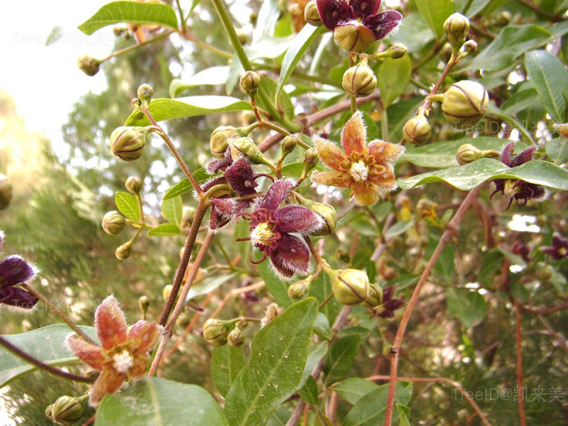 花