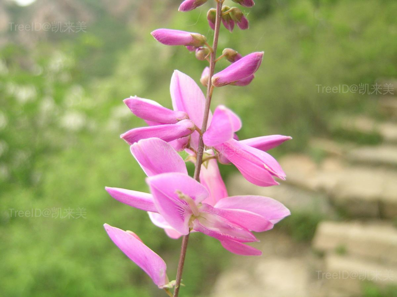 花木蓝